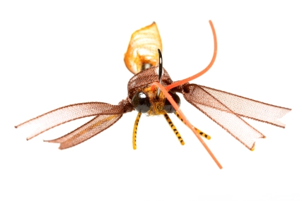 Big claws, big eyes Big claws, big eyes