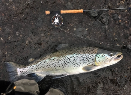 Amazing fish Amazing fish