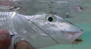 Underwater creature Underwater creature