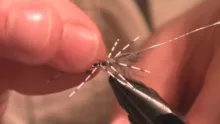 Video thumb for Cider Drinker
