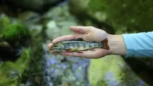 Video thumb for Blue Lining