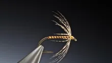 Video thumb for Pseudo quill spider