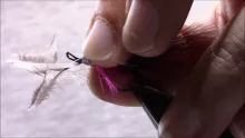 Video thumb for Claret Tailed Wilkinson Shrimp