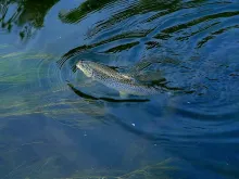 User submitted picture: An unusual brown trout