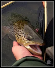 User submitted picture: last brown trout season