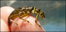 User submitted picture: Plecoptera - Perlodidae N...