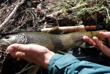 User submitted picture: A beautiful French browni...