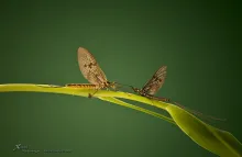 User submitted picture: Two Mayflies!!!