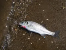 User submitted picture: Irish Sea Bass, caught on...