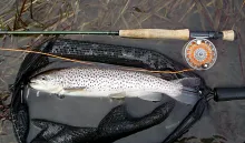 User submitted picture: Early season brown trout