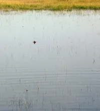User submitted picture: Tailing redfish on a gras...