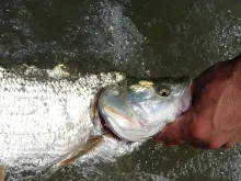 User submitted picture: Asp in the water