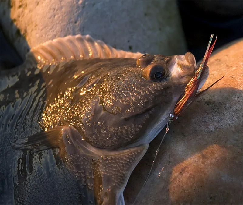 A flounder - The Omoe Brush has caught other species than the sea trout it was intended for - like this flounder. But cod, garfish and many other species are on its list, and it will most likely be able to lure other fish such as bass