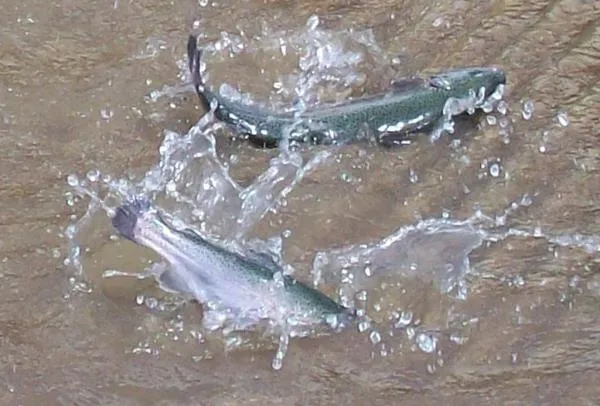 User submitted picture: Stocker Rainbows