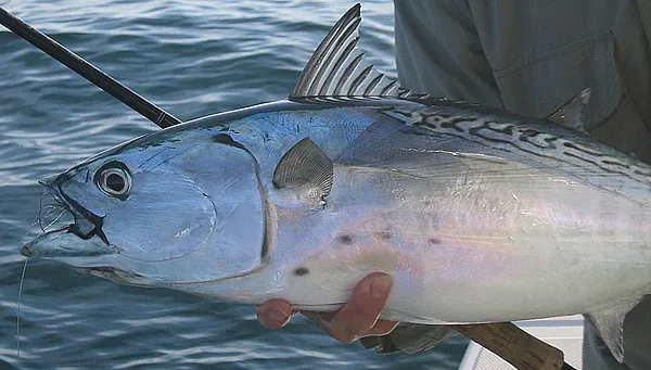 User submitted picture: Close up shot of false al...