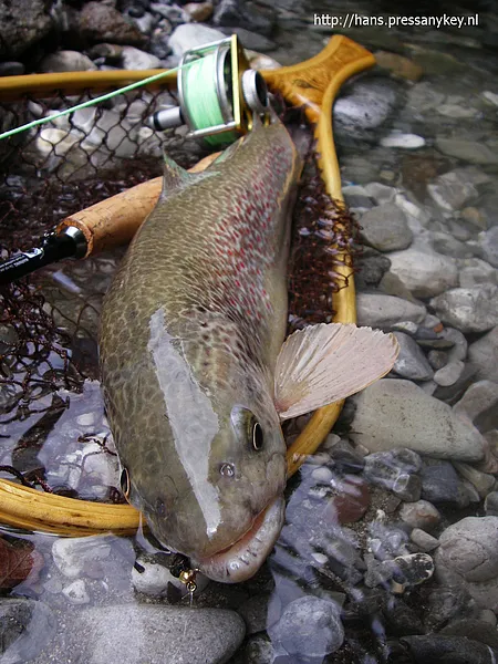 User submitted picture: Fish in the net in river ...