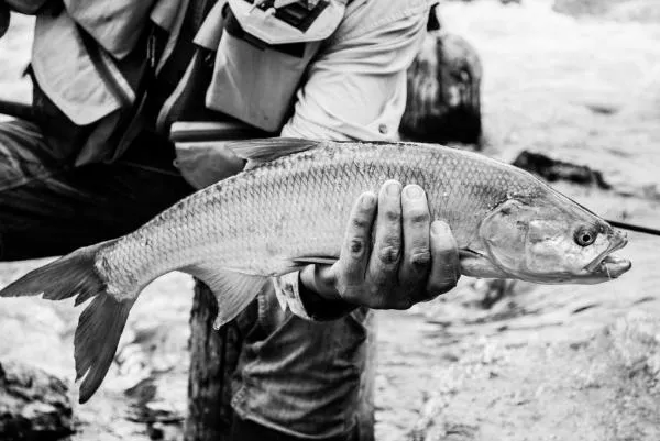 User submitted picture: Asp in black and white