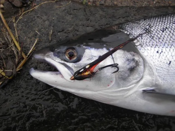 User submitted picture: Fresh Kolarunner