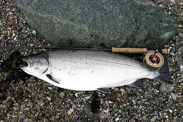 User submitted picture: Massive Danish sea trout....