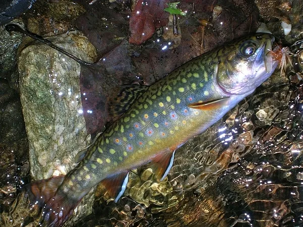 User submitted picture: A Wild Precious Gem