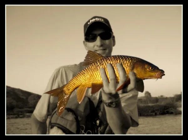 User submitted picture: Yellowfish in South Afric...