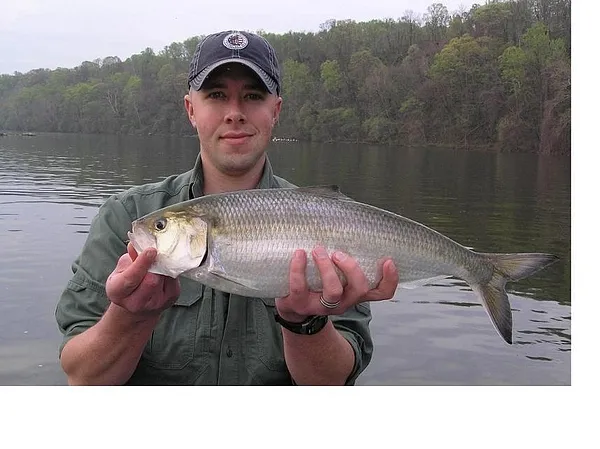 User submitted picture: Large shad caught 5 miles...